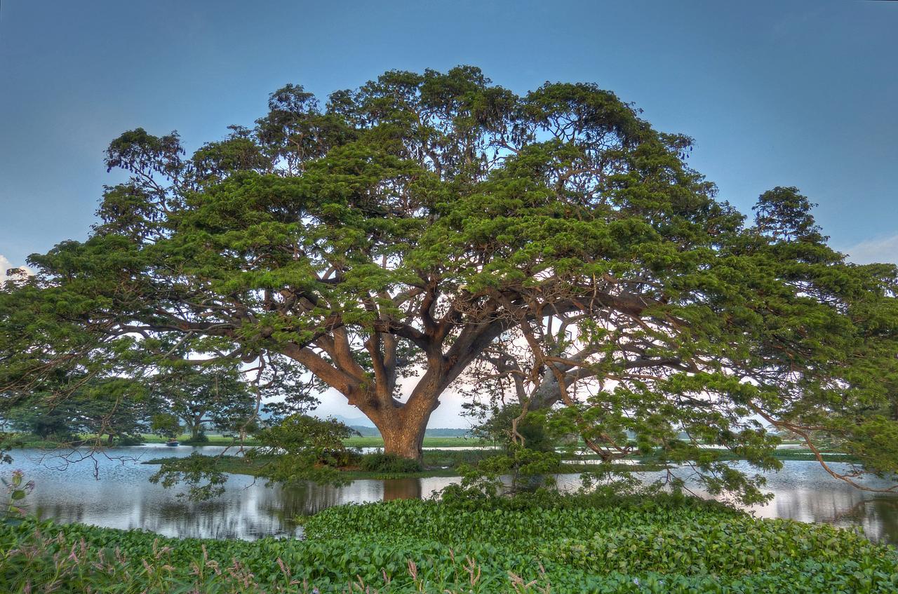 Hotel Rain Tree By Oak Ray Tissamaharama Exterior foto